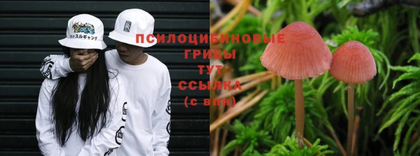 крисы Абаза